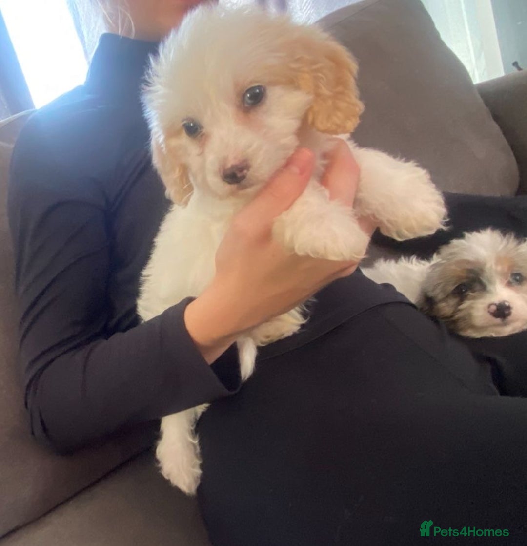 Cockapoo dogs for sale: 5 beautiful cockapoos - Image 2