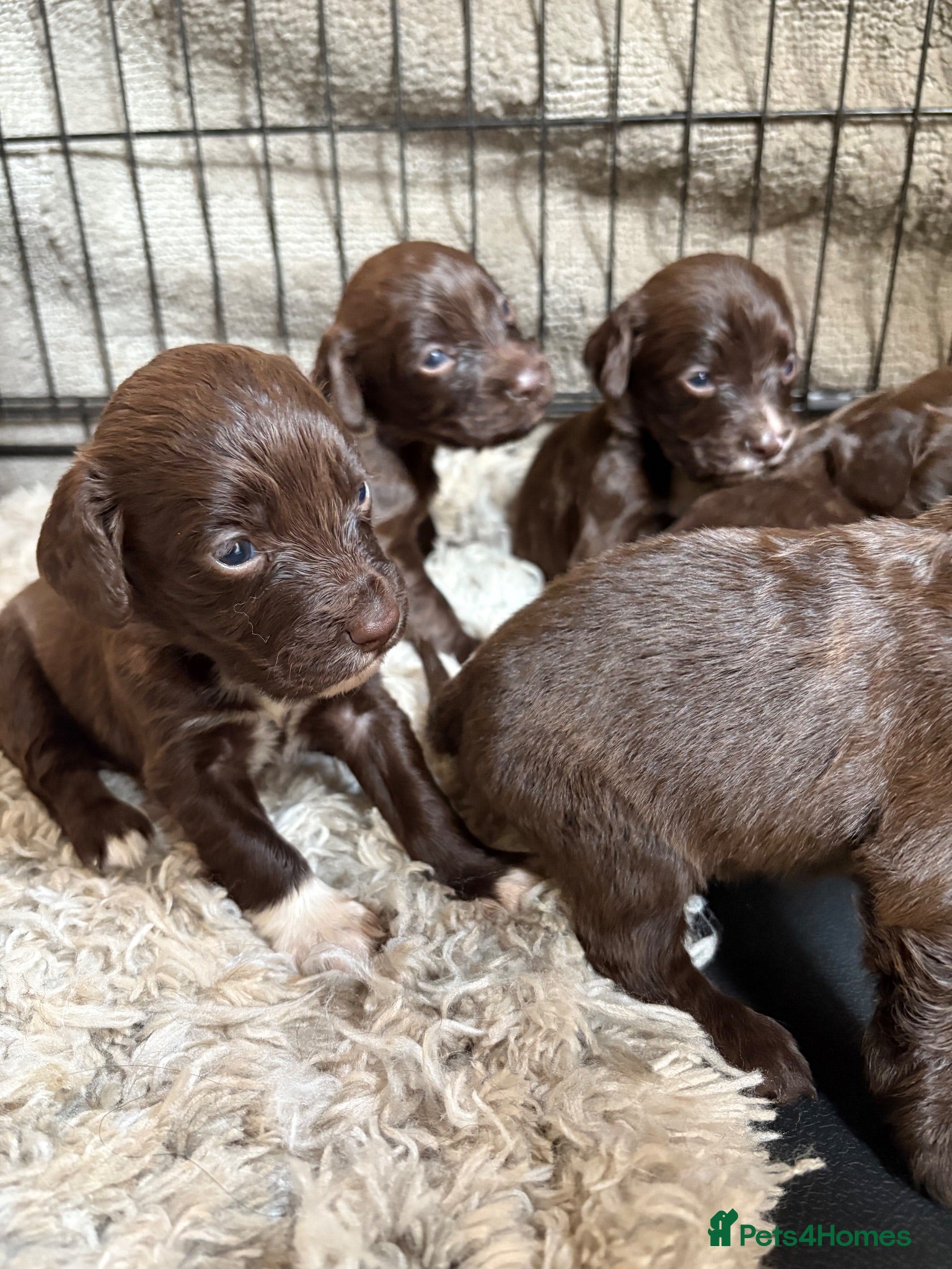 Cocker Spaniel dogs Stunning Working Cocker puppies!! - Advert 11