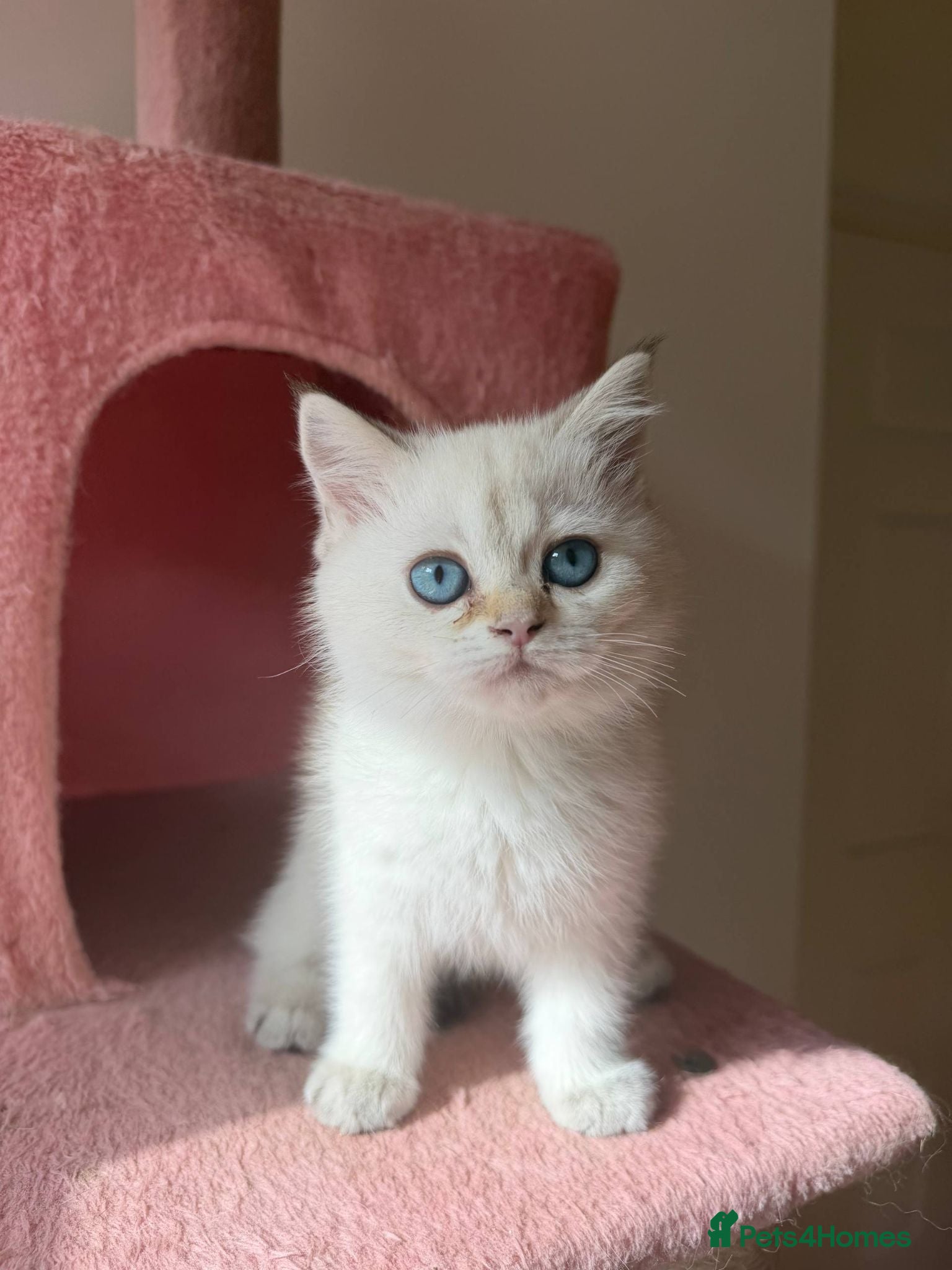 British Longhair cats 5 kittens ready for new family negotiate available - Advert 2