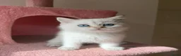 British Longhair cats for sale: 5 kittens ready for new family negotiate available - Advert 2