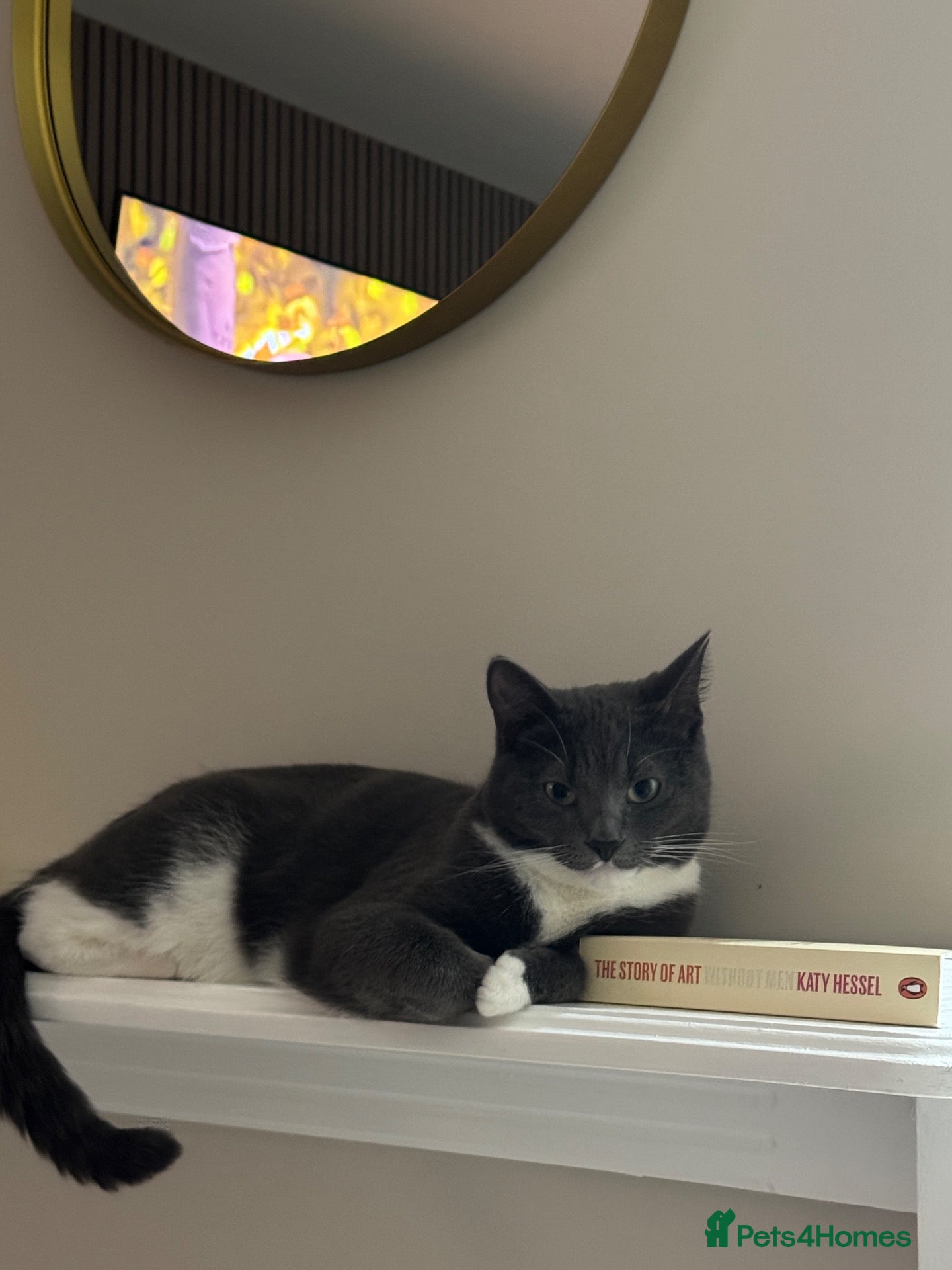Mixed Breed cats Loving Grey Tabby Cat Looking for His Forever Home - Advert 1