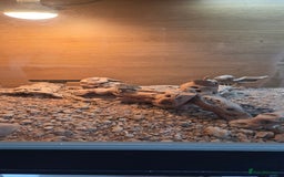 Lizard reptiles for sale: collared lizard - Image 3