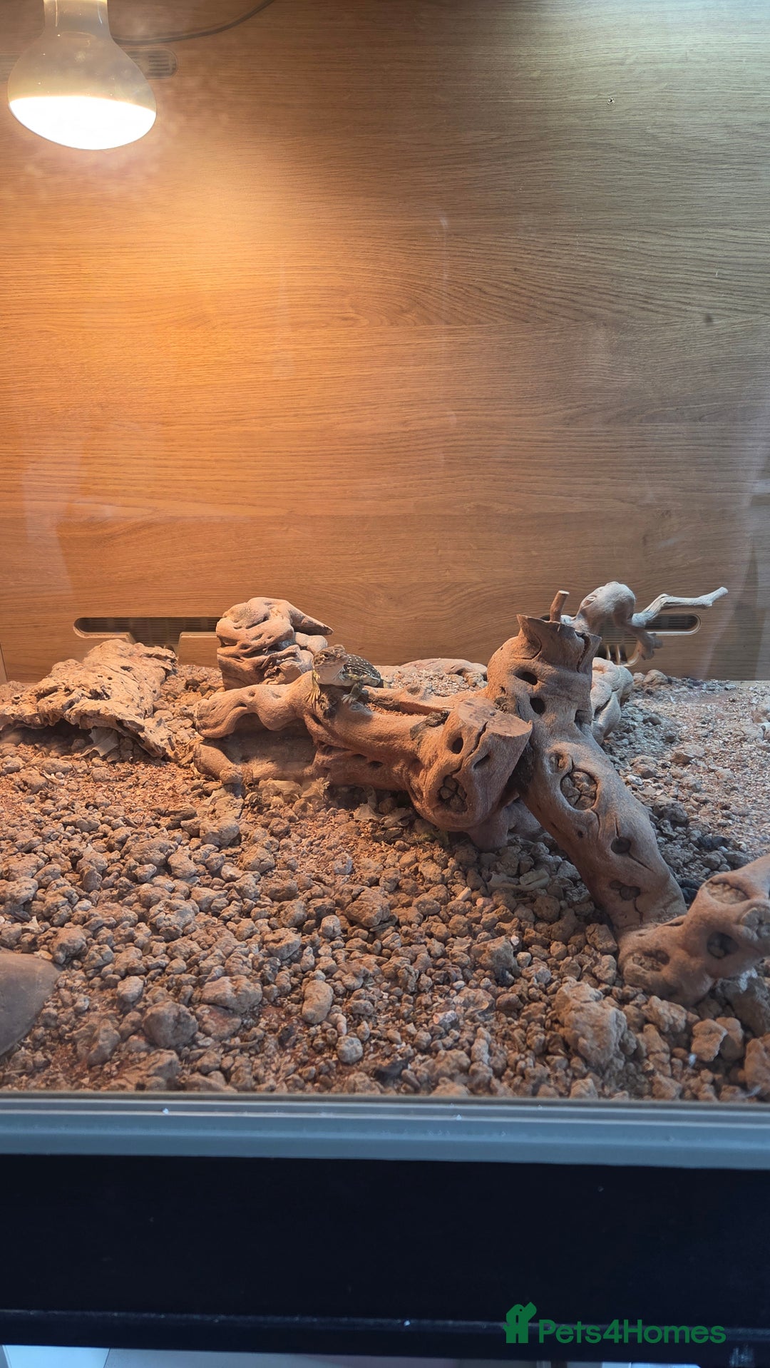 Lizard reptiles for sale: collared lizard - Image 3
