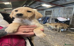 Labrador Retriever dogs for sale: KC Registered Yellow/Golden Labrador Puppies - Image 4