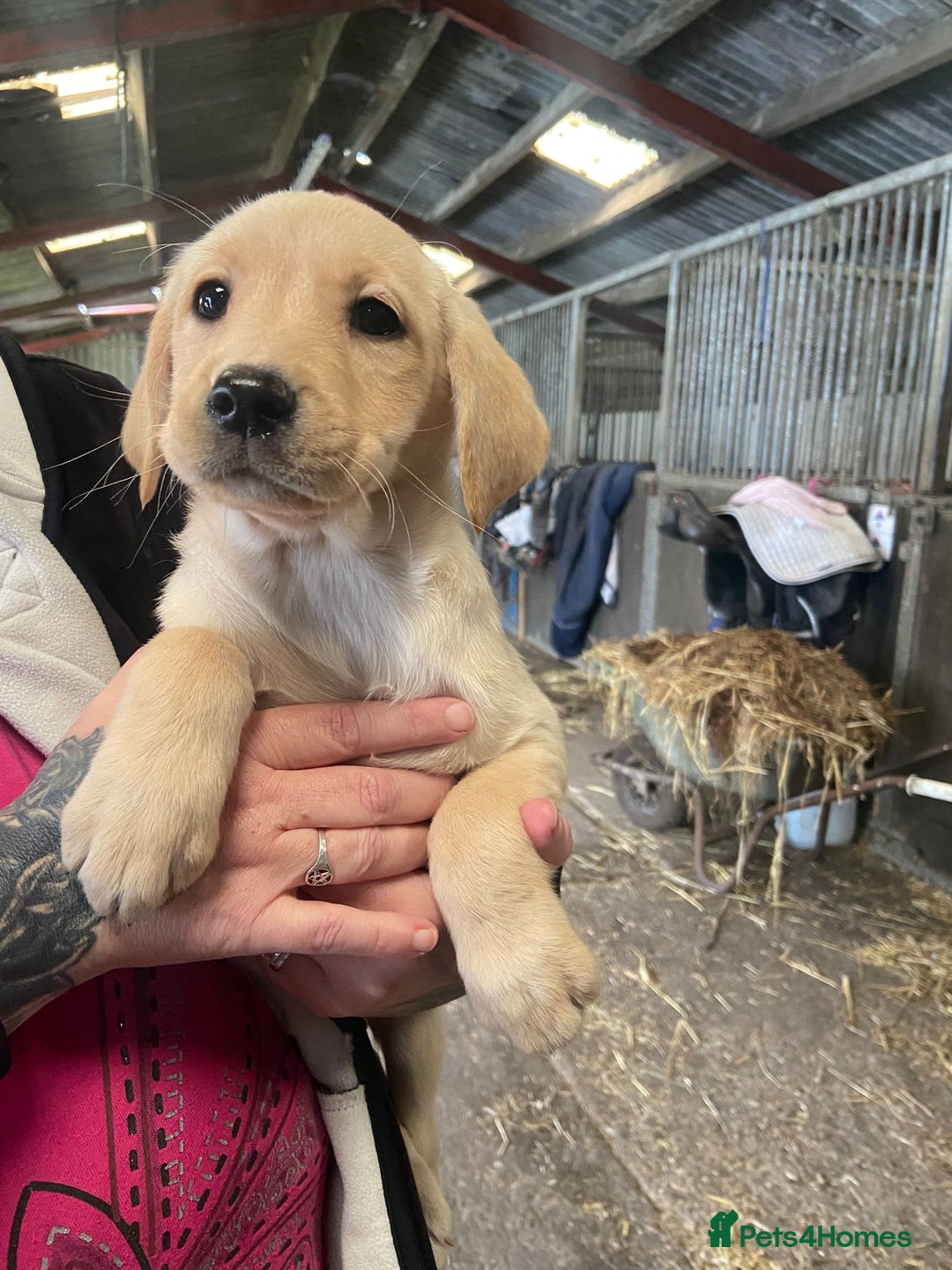Labrador Retriever dogs for sale: KC Registered Yellow/Golden Labrador Puppies - Image 4