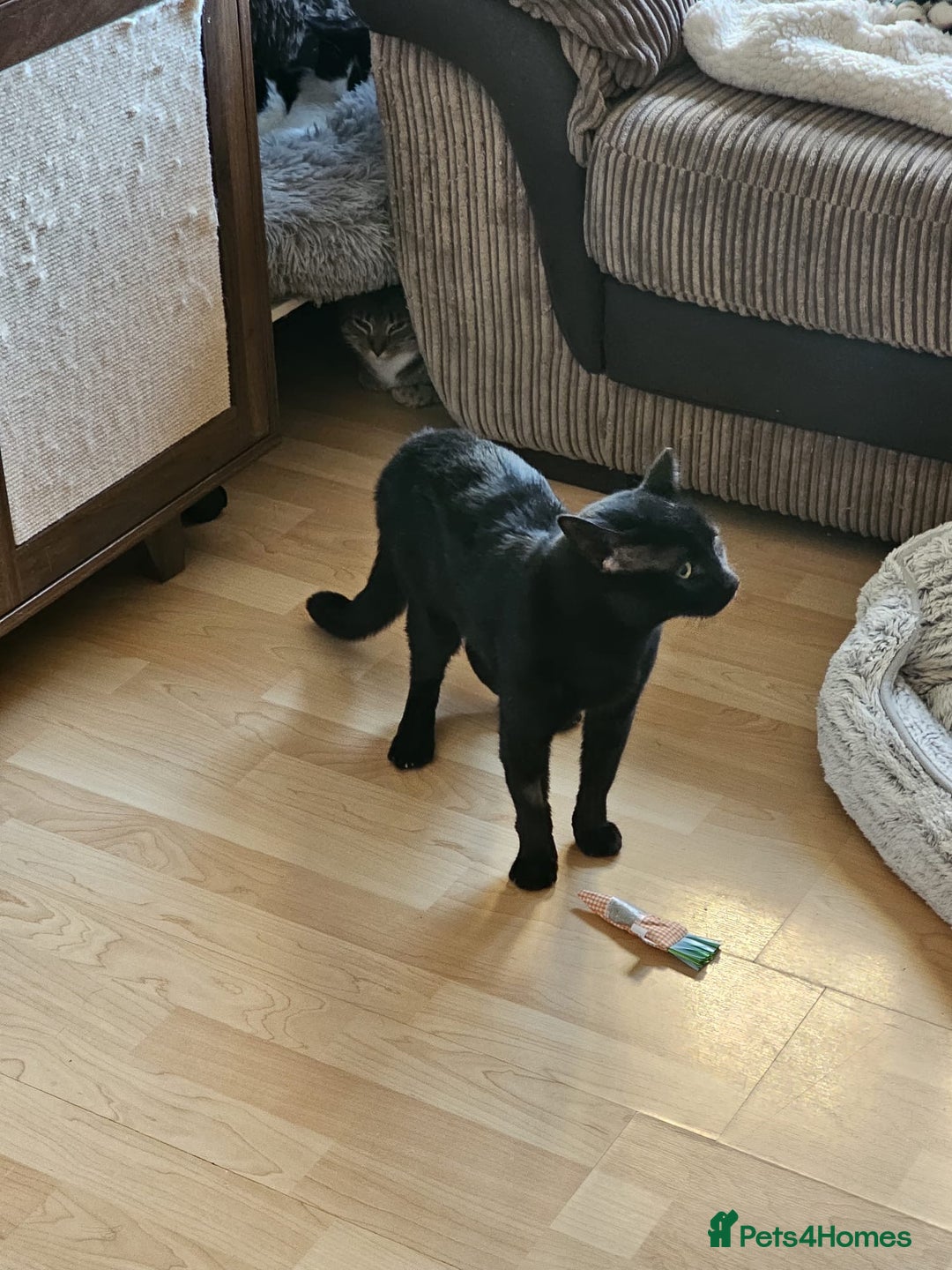 Mixed Breed cats for adoption: Ozzy deserves better  - Advert 9