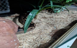 Python Snake reptiles for sale: Male royle python and enclosure  - Image 2