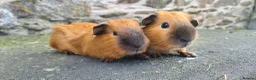 Guinea Pig rodents for sale: Californian male guinea pigs  - Advert 2