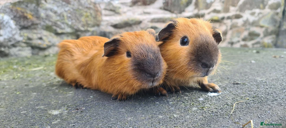 Guinea Pig rodents for sale: Californian male guinea pigs  - Advert 2