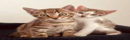 Bengal cats for sale: Bengal mixed kittens - Advert 1