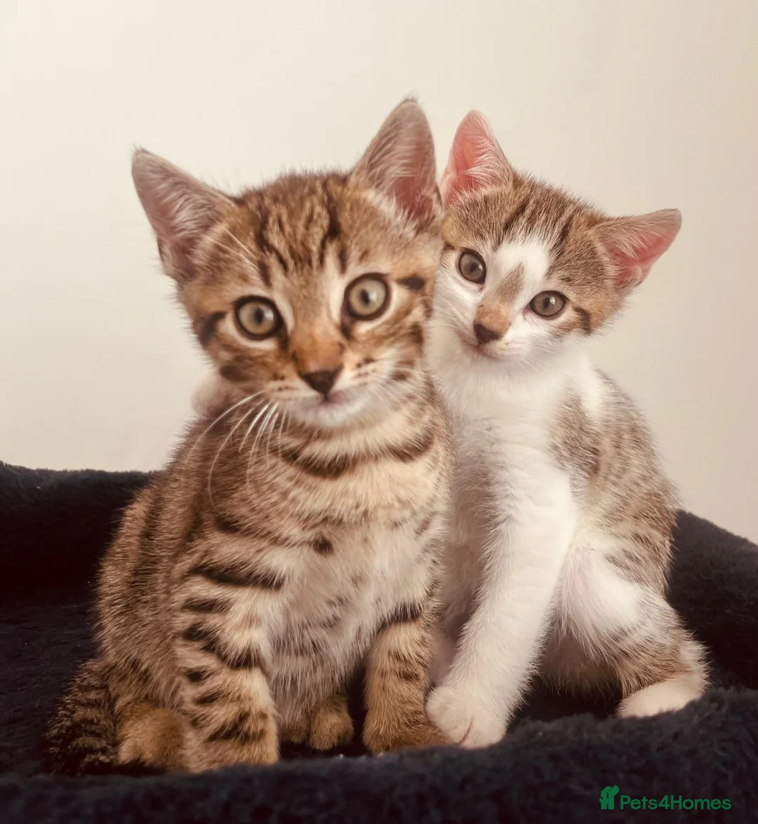Bengal cats for sale: Bengal mixed kittens - Advert 1