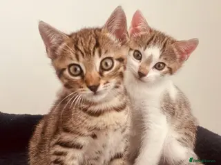 Bengal cats Bengal mixed kittens - Advert 1