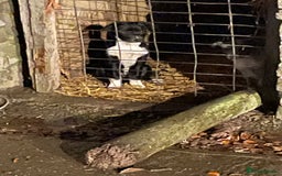 Border Collie dogs for sale: Collie - Image 5