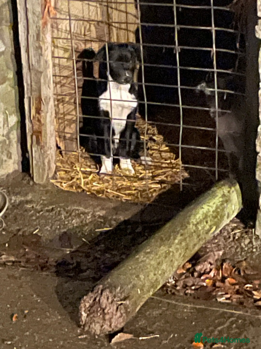 Border Collie dogs for sale: Collie - Image 5