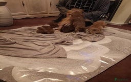 Norfolk Terrier dogs for sale: Norfolk Terrier Puppies  - Image 11