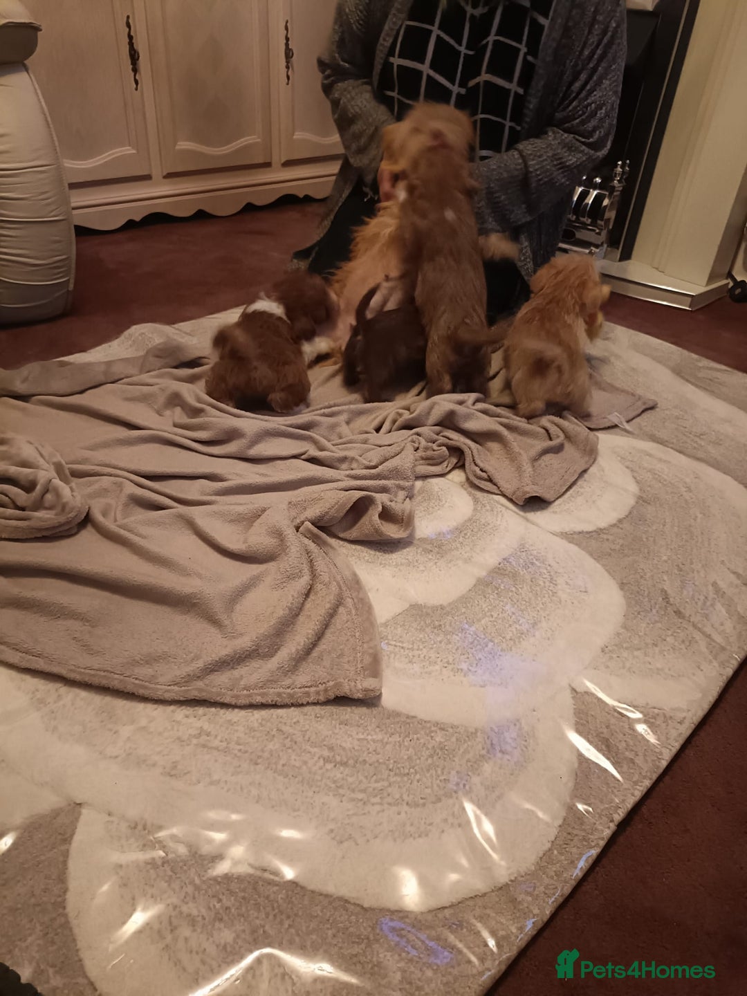 Norfolk Terrier dogs for sale: Norfolk Terrier Puppies  - Image 11