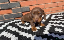 Dachshund dogs for sale: Chocolate tan male dachshund puppy - Image 2