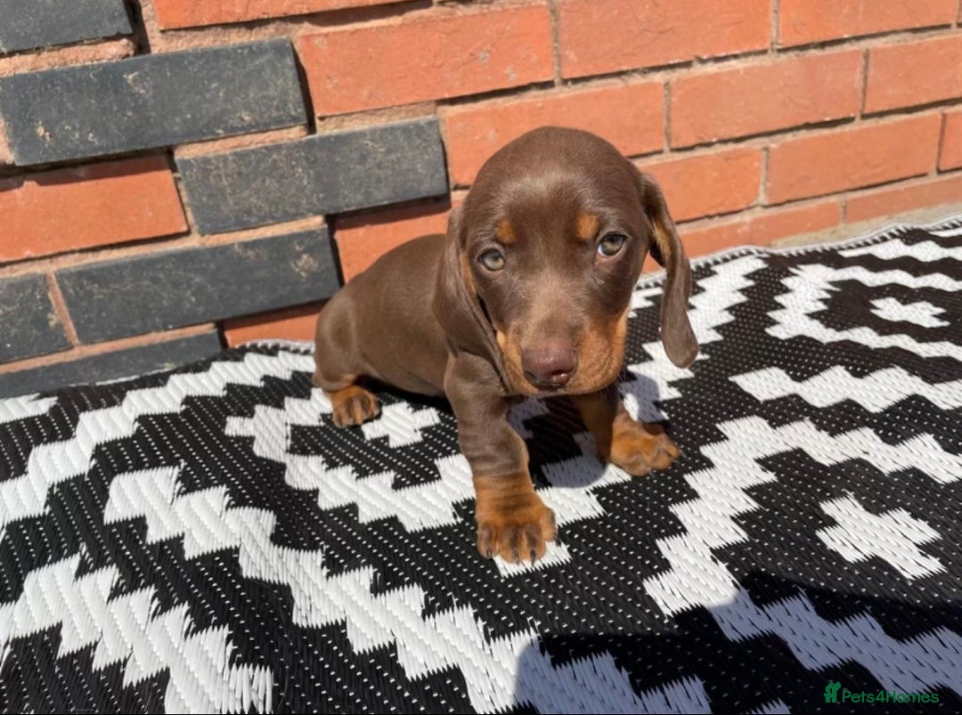 Dachshund dogs for sale: Chocolate tan male dachshund puppy - Image 2