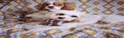 Cavachon dogs for sale: Cavachons. Beautiful Bundles of Fluff  - Advert 2