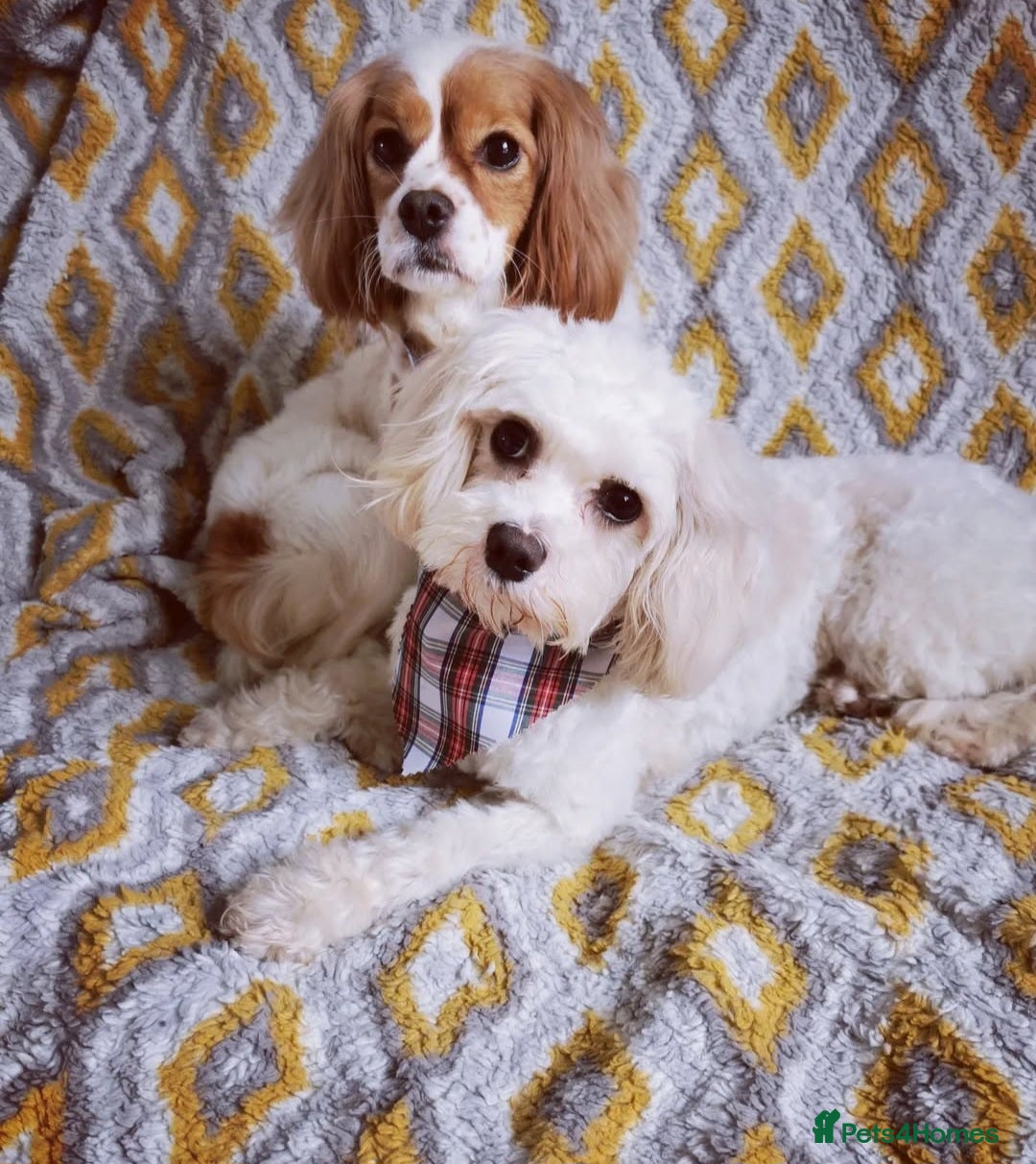 Cavachon dogs for sale: Cavachons. Beautiful Bundles of Fluff  - Advert 2