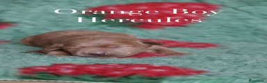 Hercules - RESERVED 