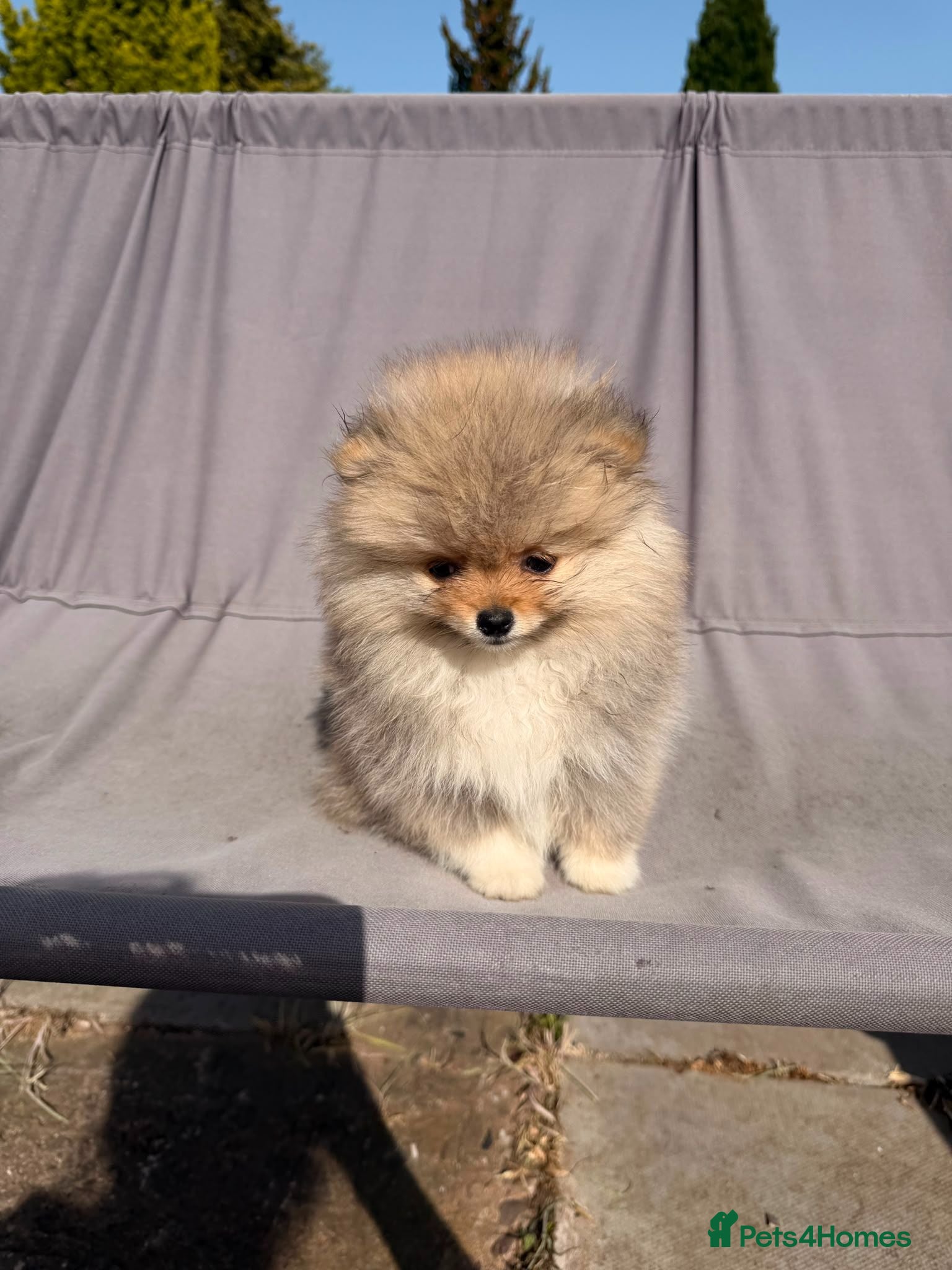 Pomeranian dogs Super fluffy multicoloured pomeranians - Advert 6
