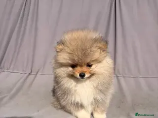 Pomeranian dogs Super fluffy multicoloured pomeranians - Advert 6