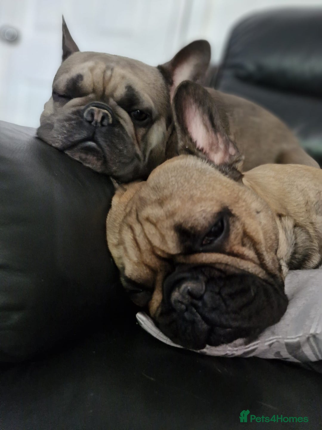 French Bulldog dogs for sale: Frank&fred - Image 9