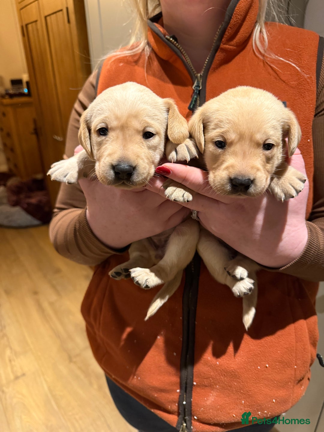 Labrador Retriever dogs for sale: Kc Labrador pups  - Advert 3