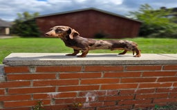 Miniature Dachshund dogs for stud: Choc & Tan Minature Dachshund STUD - Image 2