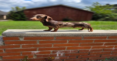 Miniature Dachshund dogs - Advert 11