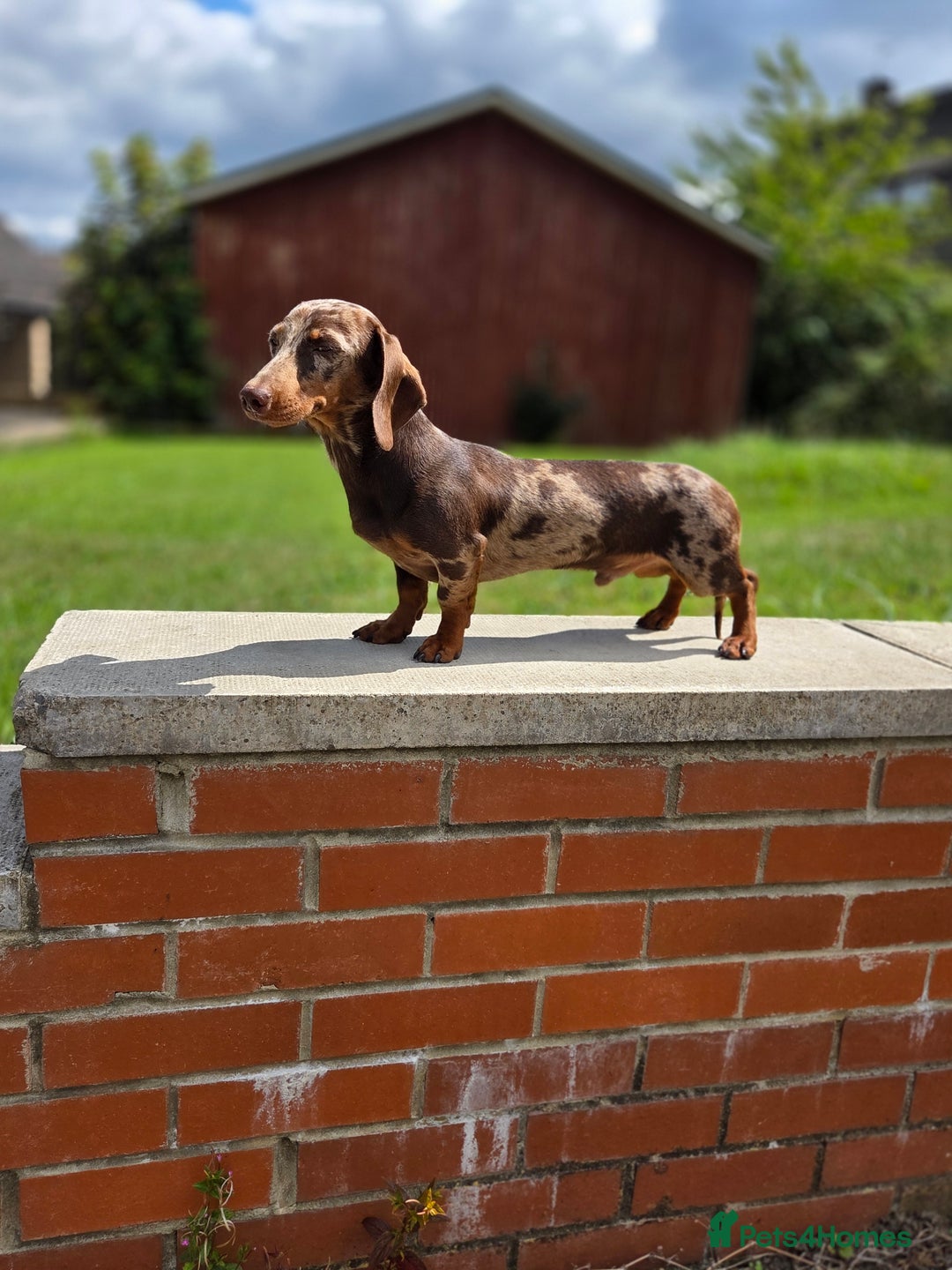 Miniature Dachshund dogs for stud: Choc & Tan Minature Dachshund STUD - Image 2