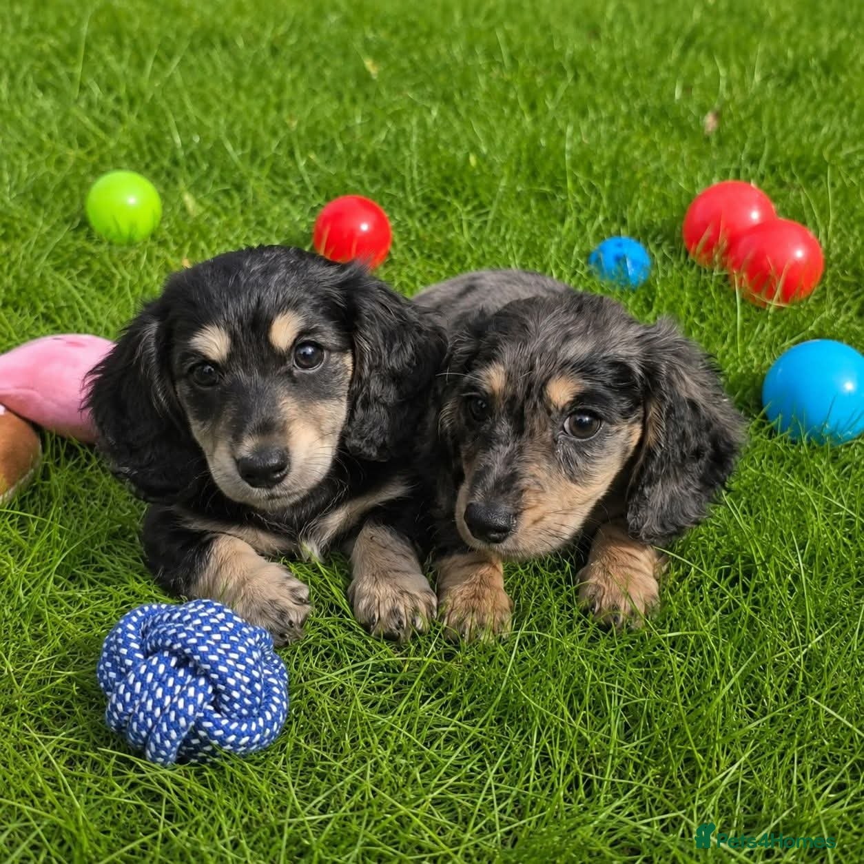 Miniature Dachshund dogs Stunning KC Long hair daxi. 5* breeders  - Advert 1