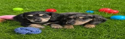 Miniature Dachshund dogs for sale: Stunning KC Long hair daxi. 5* breeders  - Advert 1