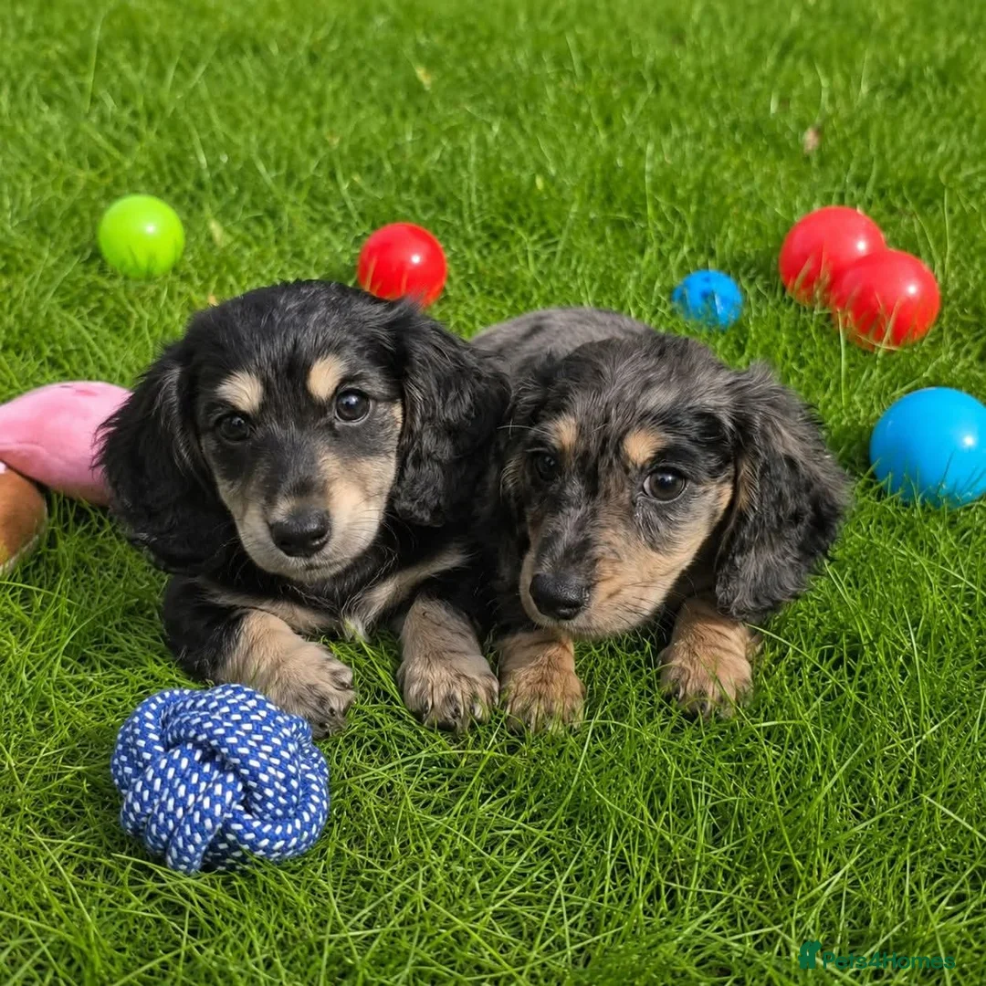 Miniature Dachshund dogs for sale: Stunning KC Long hair daxi. 5* breeders  - Advert 1