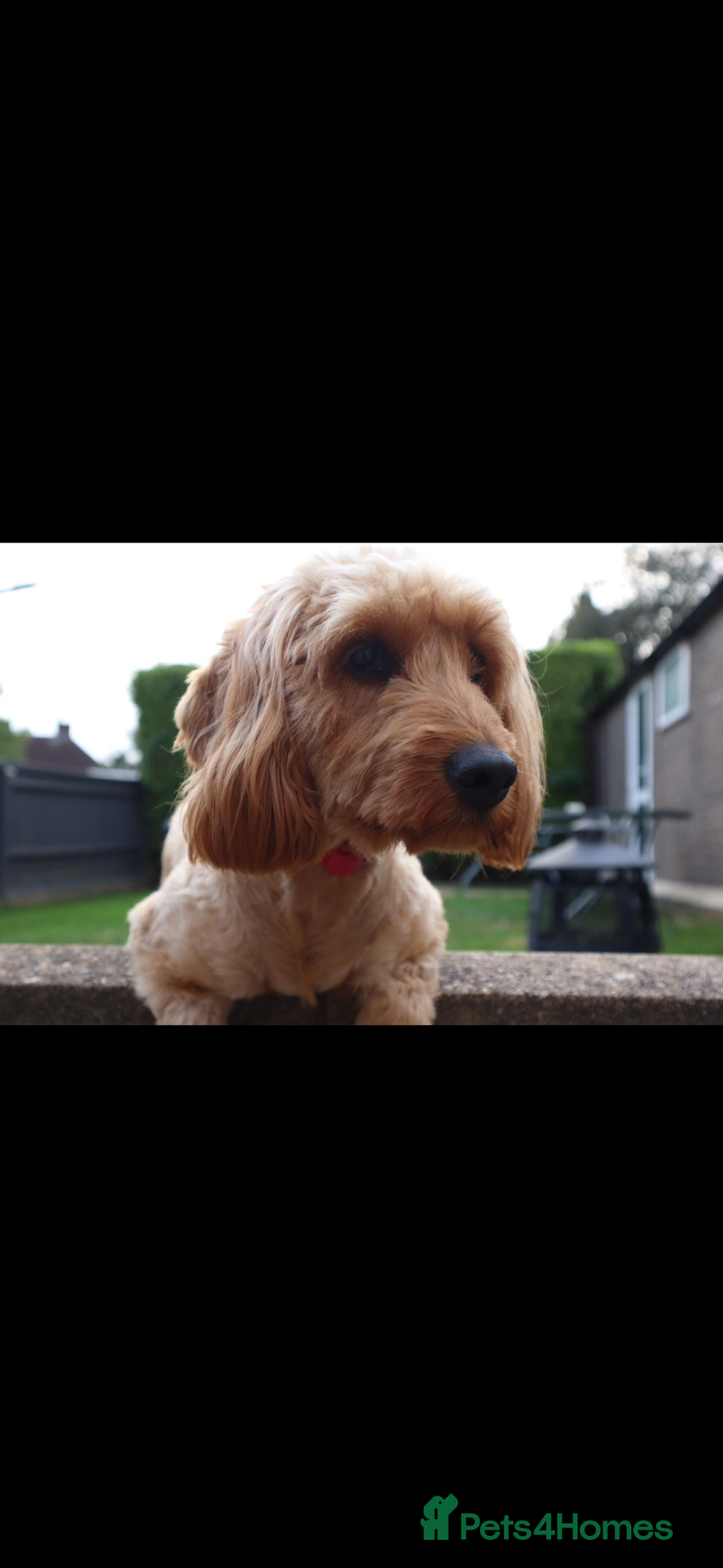 Cockapoo dogs for sale: F1b cockapoo  - Advert 2