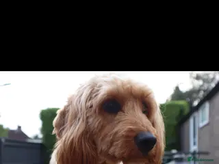 Cockapoo dogs F1b cockapoo - Advert 13