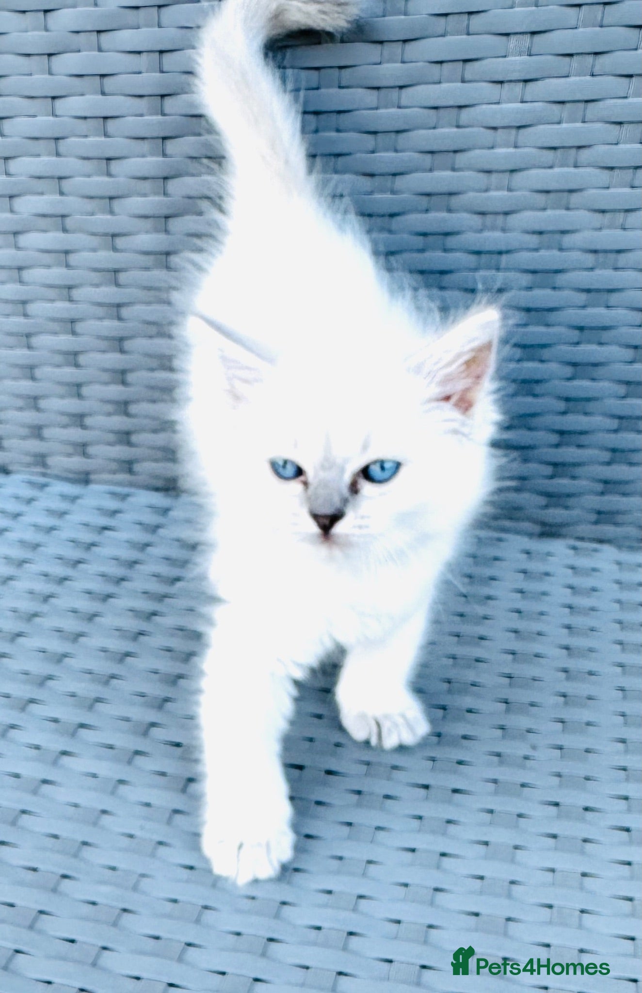Ragdoll cats GCCF BEAUTIFUL RAGDOLL KITTENS  - Advert 2
