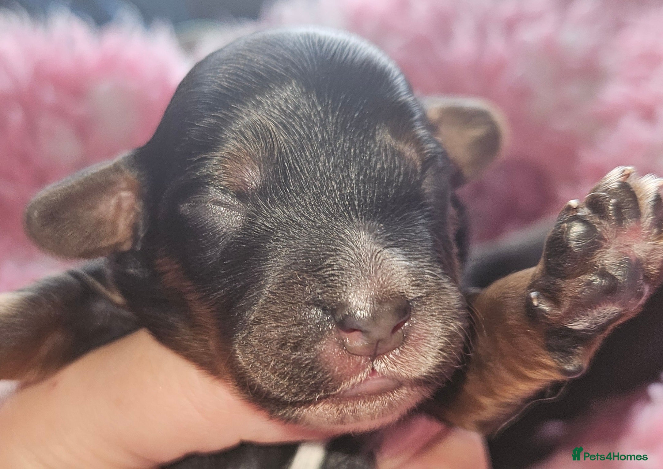 Cockapoo dogs Licensed breeder Show cockapoo litter! BOYS ONLY  - Advert 17