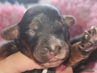 Cockapoo dogs Licensed breeder Show cockapoo litter! BOYS ONLY - Advert 17