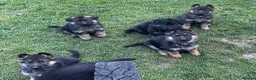 German Shepherd dogs for sale: 🐾Ready to leave Kc reg German shepherd puppies🐾 - Advert 16