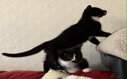 Mixed Breed cats for sale: Kittens  - Advert 5