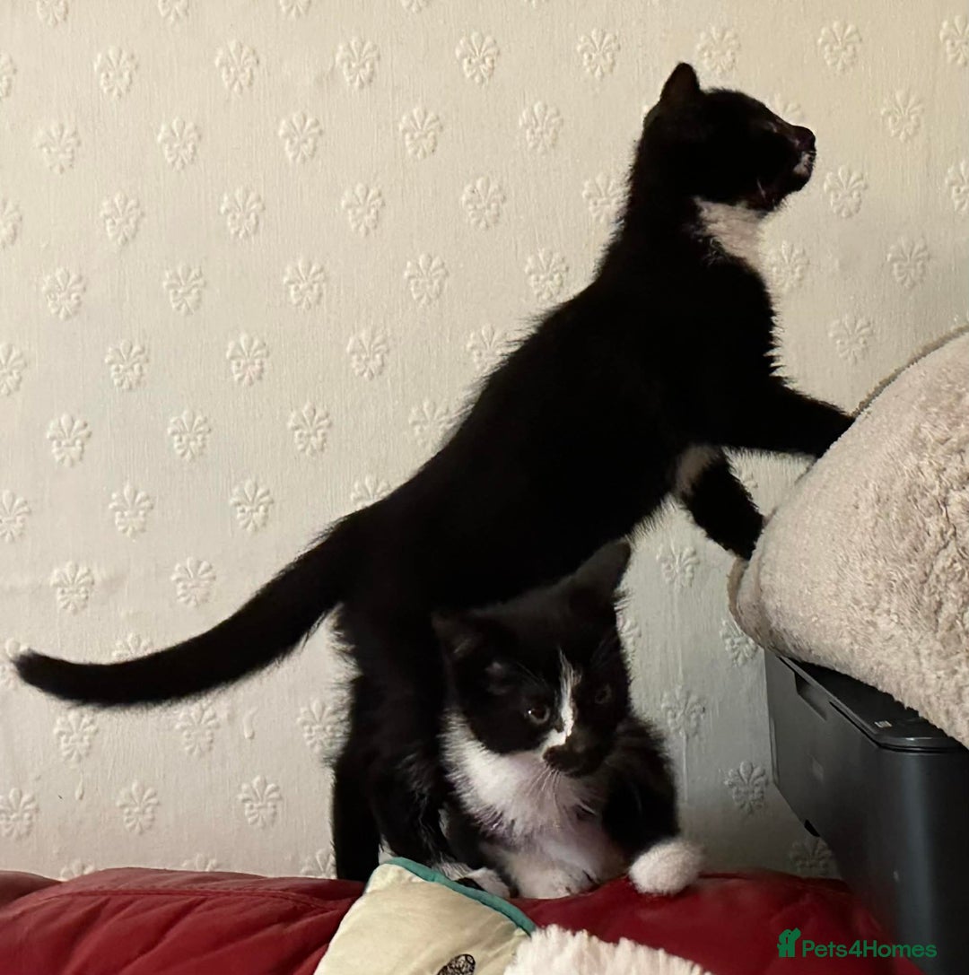 Mixed Breed cats for sale: Kittens  - Advert 5