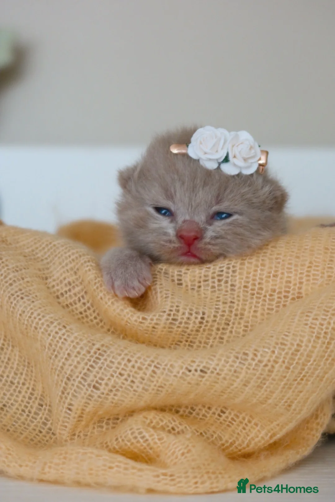 British Shorthair cats for sale: British Shorthair / Longhair Kitten Reg & Licensed - Advert 1