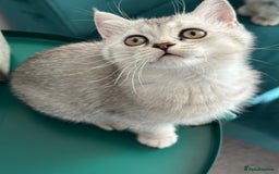 British Shorthair cats for sale: 😻Beautiful BSH Active GCF Kittens🌈 Ready Now! - Image 25