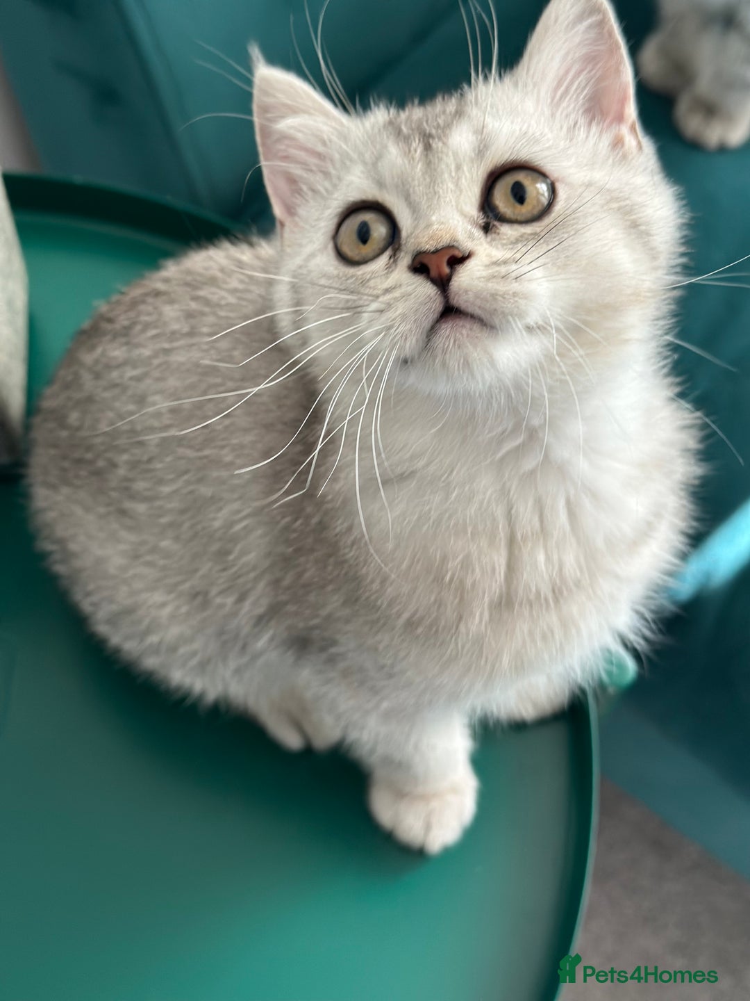 British Shorthair cats for sale: 😻Beautiful BSH Active GCF Kittens🌈 Ready Now! - Image 25