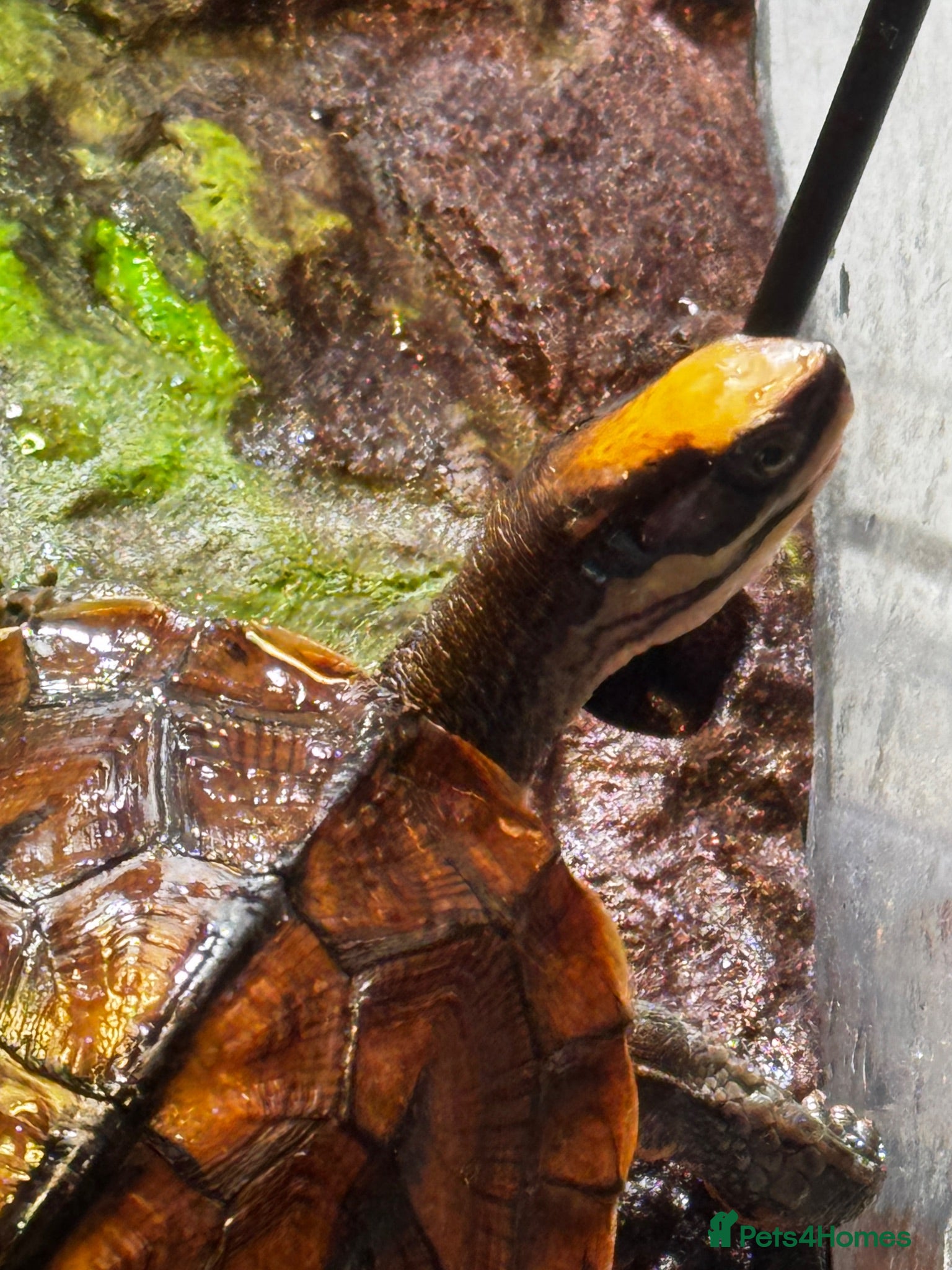 Turtle reptiles Rare CB  Three-striped Box Turtle for sale - Advert 1