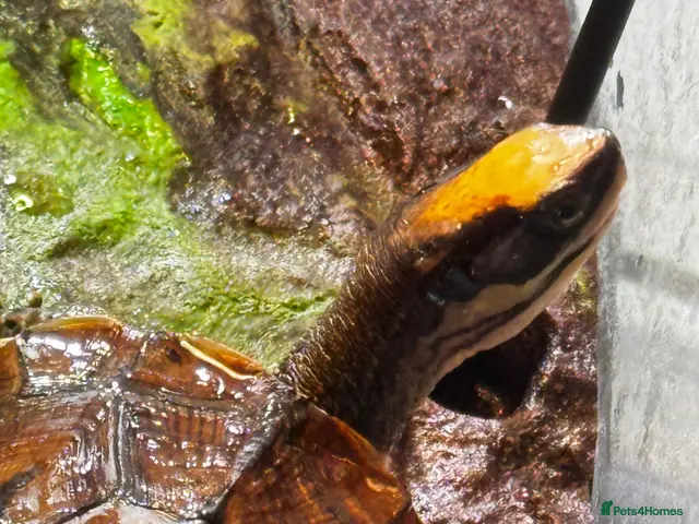 Turtle reptiles for sale: Rare CB Three-striped Box Turtle for sale - Advert 1
