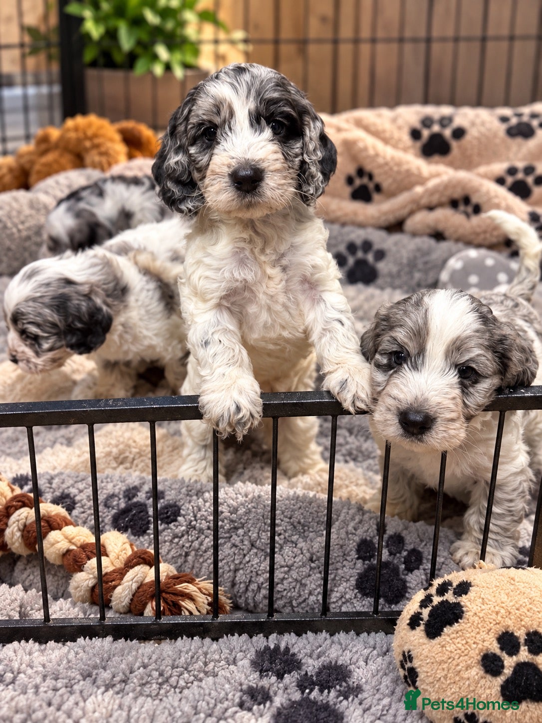 Cockapoo dogs for sale: Cockapoo puppies  - Advert 7