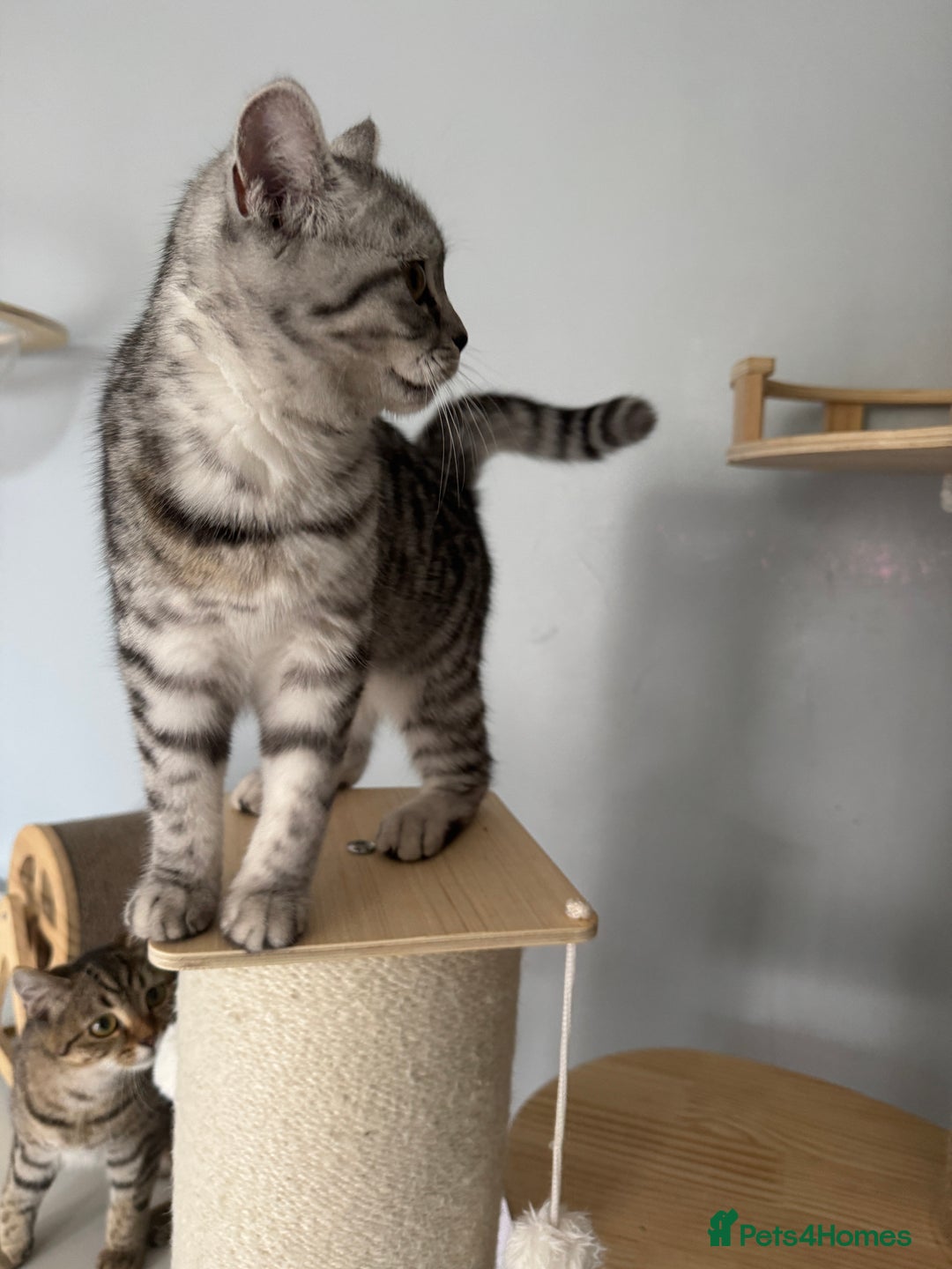 Scottish Fold cats for sale: Scottish Fold Kittens Ready for Permanent Homes ✨ - Image 22